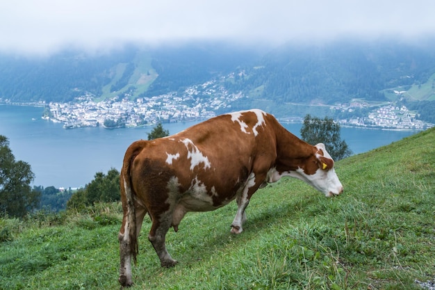 Foto kühe stehen auf dem feld am meer gegen den himmel