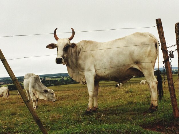 Kühe stehen auf dem Feld gegen den Himmel