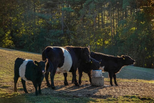 Foto kühe stehen auf einem feld