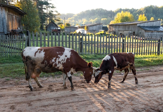 Kühe stoßen oder spielen vor der Kulisse eines authentischen Dorfes mit Holzhäusern und Zäunen