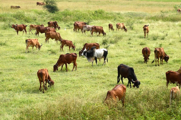 Kühe und Bullen grasen auf einer üppigen Wiese