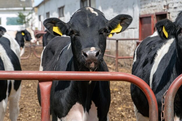 Kühe und Kälber auf dem Hof oder auf der Koppel Milch- oder Fleischerzeugung moderne Tierhaltung Die Gesichter der Kühe rücken näher