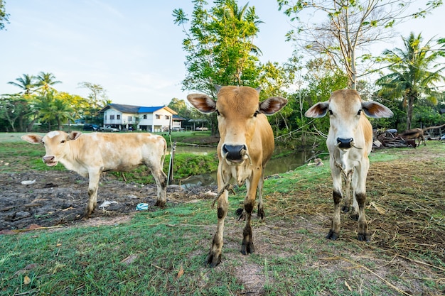 Kühe und Kalb werden im ländlichen Thailand zuhause gezüchtet