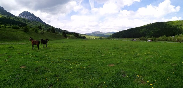 Kühe weiden auf dem Feld gegen den Himmel