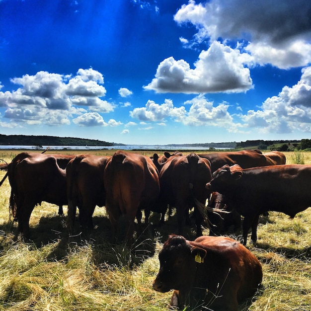 Kühe weiden auf dem Feld gegen den Himmel