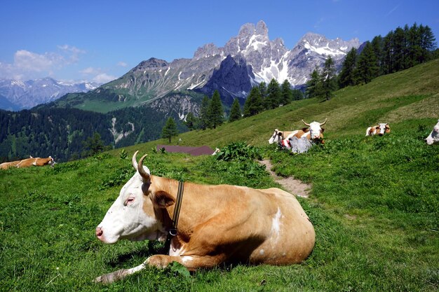 Foto kühe weiden auf dem feld gegen die berge