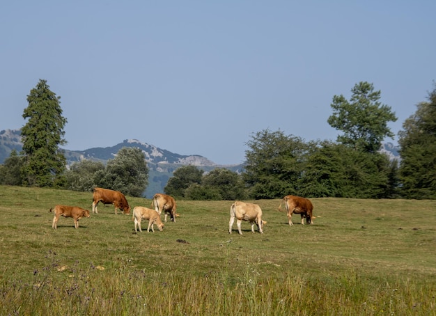 Foto kühe weiden auf dem feld mit dem berg im hintergrund