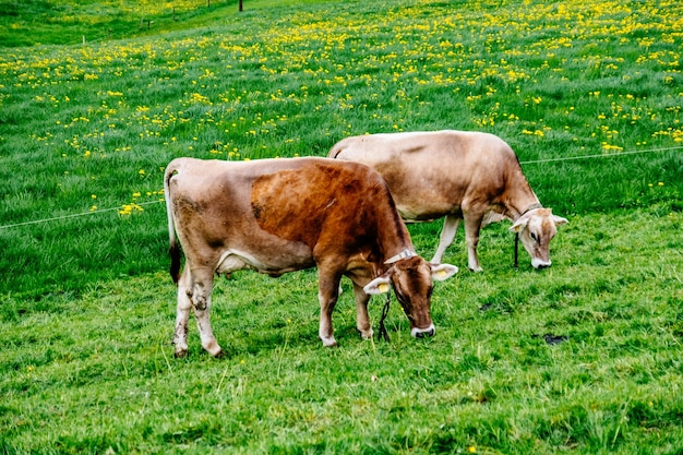 Kühe weiden auf dem Feld