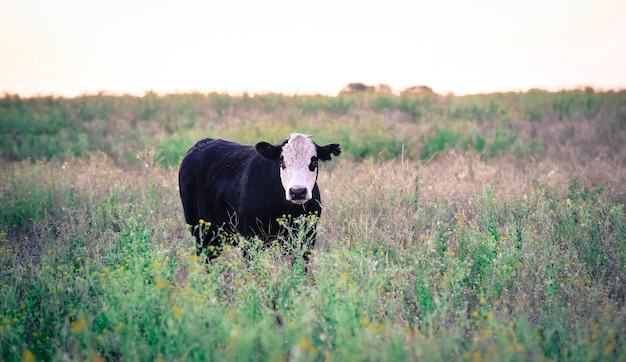 Foto kühe weiden auf dem feld