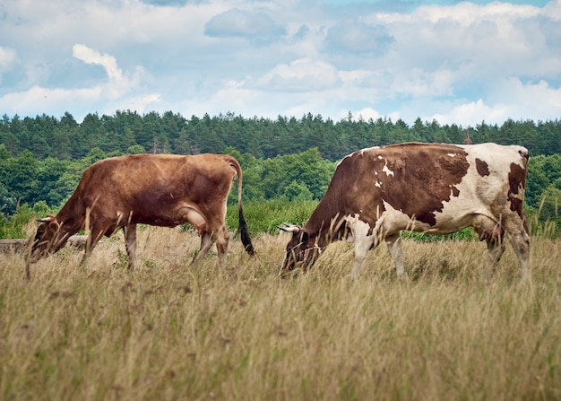 Kühe weiden auf der Weide