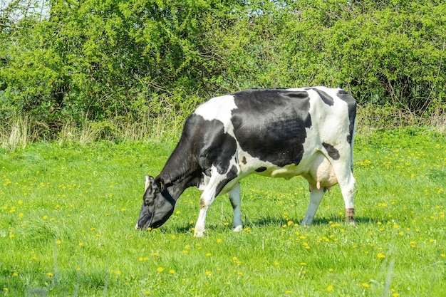 Foto kühe weiden auf einem feld