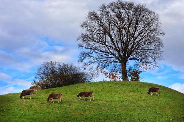 Foto kühe weiden auf einem feld