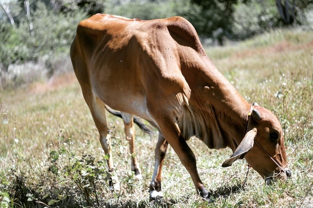 Kühe weiden auf einem grasbewachsenen Feld