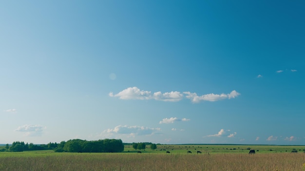 Kühe weiden auf einer grünen Sommerwiese Panorama von weidenden Kühen auf einer Wiese mit Gras