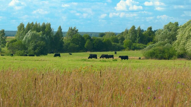 Kühe weiden im Sommer auf einem Feld Herde schwarzer Kühe weidet auf einem offenen Bauernhof mit Rindern auf dem Feld in