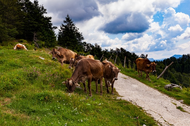 Kühe weiden nach der Transhumanz, Slowenien