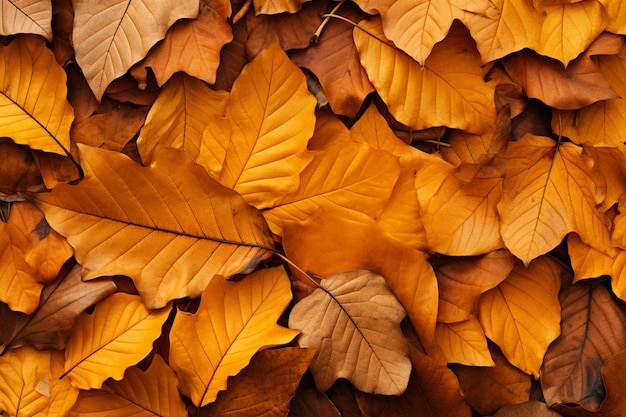 Kühler Hintergrund von gelben herbstlichen Blättern