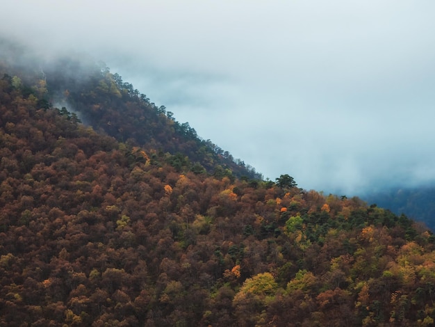 Kühler Morgennebel über den Waldberghängen