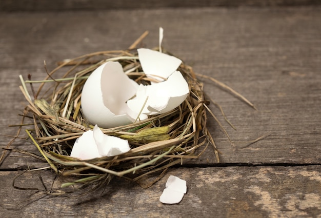 Küken aus einem Ei im Nest