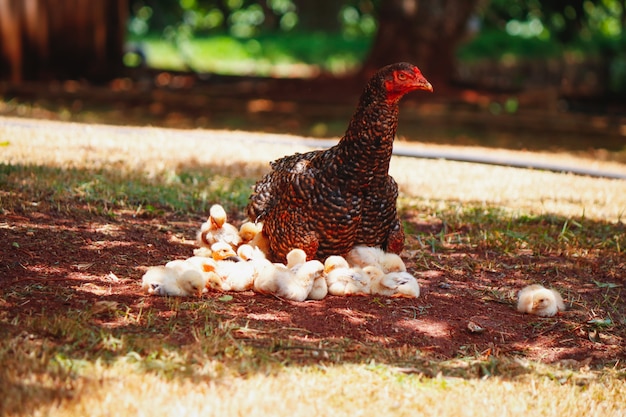 Küken, die auf dem Bauernhof mit Mutterhuhn verkratzen