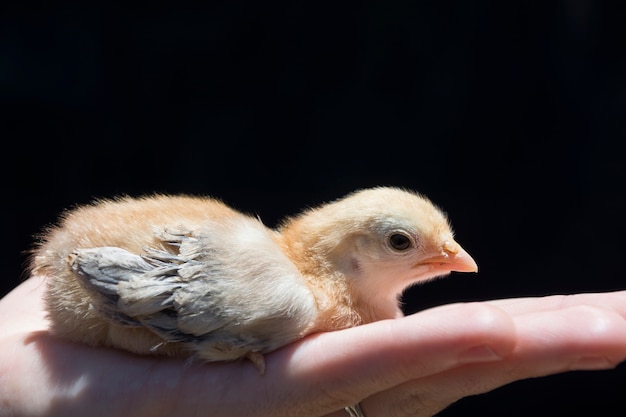 Küken schlüpfte gerade, auf der Hand, getrennt auf Schwarzem