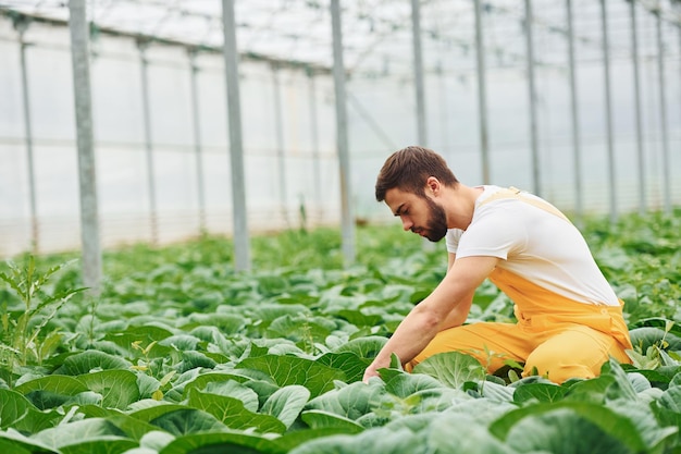 Kümmert sich um Kohl Junge Gewächshausarbeiter in gelber Uniform haben Arbeit im Gewächshaus