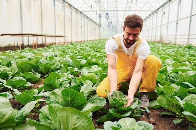 Kümmert sich um Kohl Junge Gewächshausarbeiter in gelber Uniform haben Arbeit im Gewächshaus