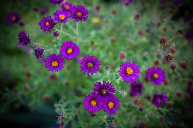 Künstlerische lila Blumen auf der grünen Wiese üppigen Hintergrund Friedliche Natur blüht schöne Nahaufnahme