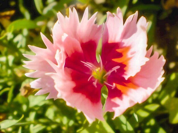 Künstlerische realistische Illustration des getönten natürlichen Blumenhintergrunddesigns mit schöner Blume