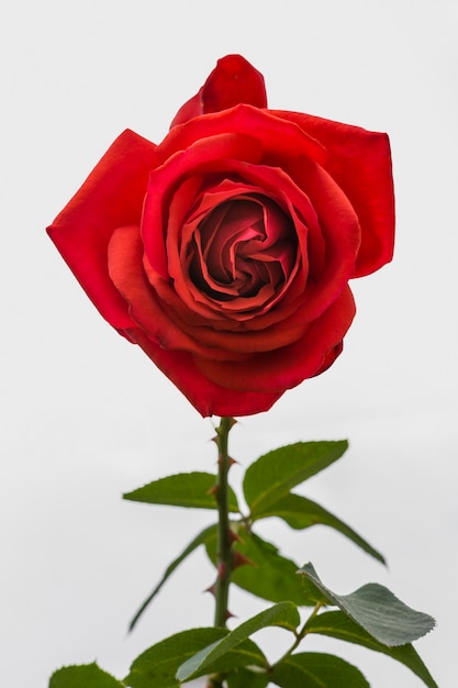 Foto künstlerische rotrose der nahaufnahme mit dem blumenblatt