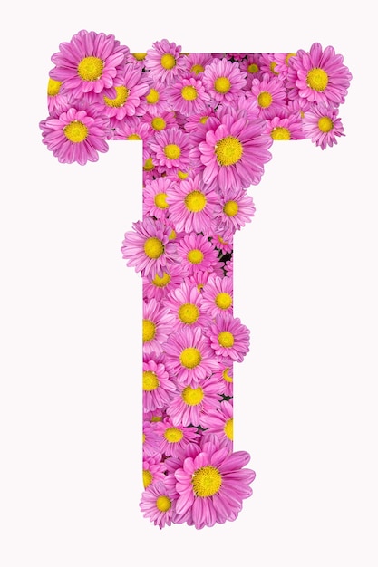 Künstlerisches Alphabet des Buchstaben T mit rosafarbenen Chrysanthemenblumen