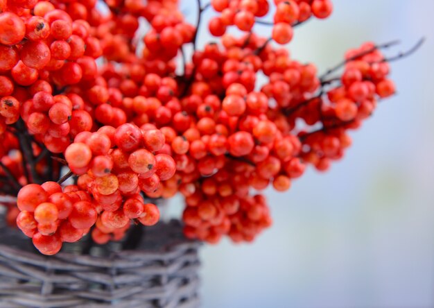 Künstliche Beeren, auf hellem Hintergrund