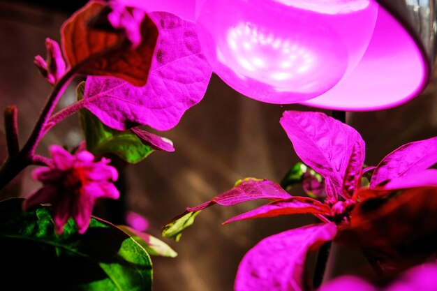 Künstliche Beleuchtung für Pflanzen eine Lampe mit einem rosa Spektrum für das Wachstum ohne Sonne für