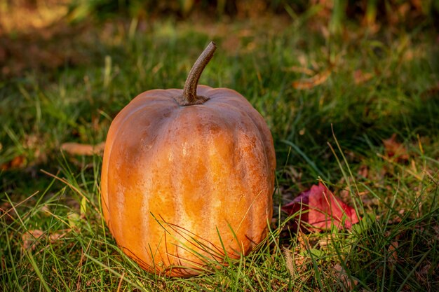 Kürbis auf dem Gras im Herbst. Nahaufnahme von Halloween-Kürbis auf Blättern im Wald.