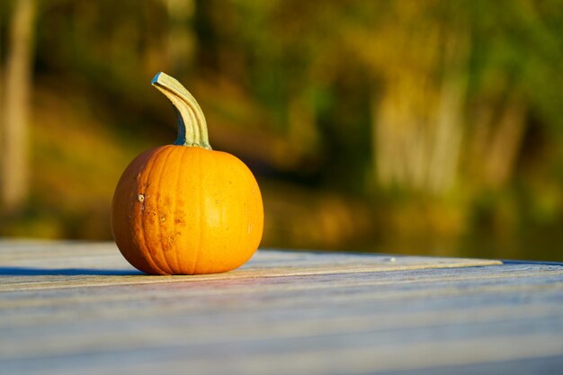 Foto kürbis im sonnenlicht halloween-stimmung