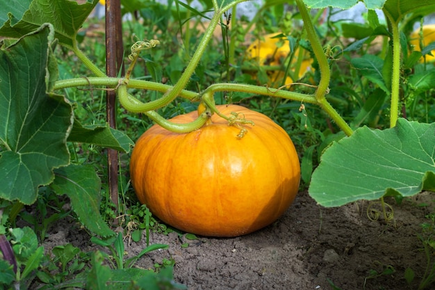 Kürbis in der Gartennahaufnahme