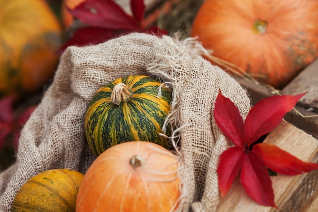 Kürbis in einer Leinentasche. Herbstzeit