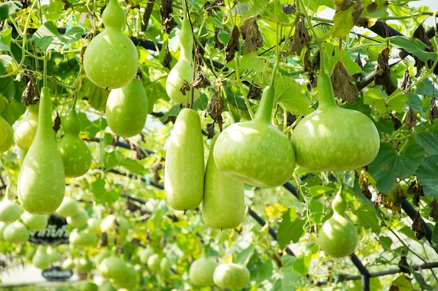 Kürbis, Kalebassenkürbis und Bäume im Garten