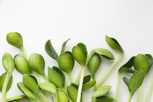 Kürbis-Microgreens. Keimende Microgreens.