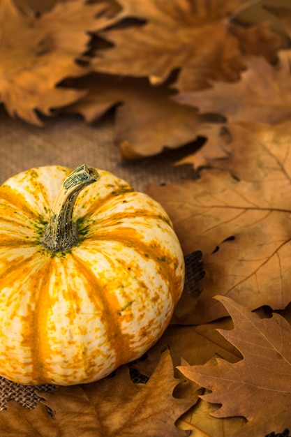 Kürbis mit trockenen Blättern des Herbstes