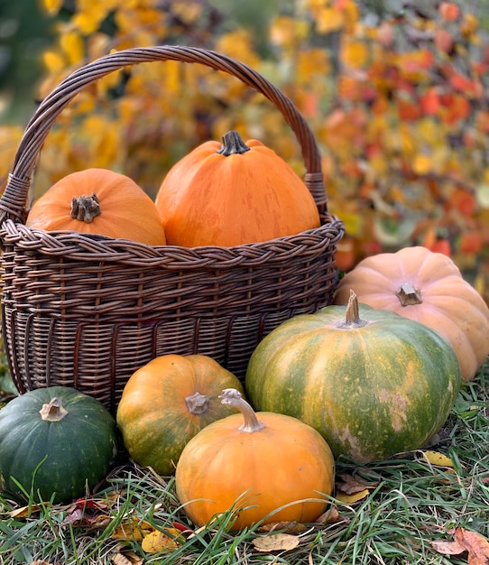 Kürbis-Nahaufnahme auf einem herbstlichen Hintergrund. banner für halloween und erntedankfest. Herbstgemüse