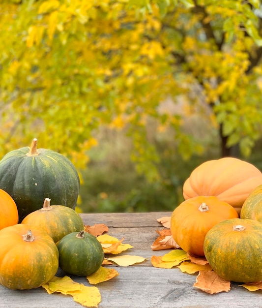 Kürbis-Nahaufnahme auf einem herbstlichen Hintergrund. Banner für Halloween und Erntedankfest. Herbstgemüse