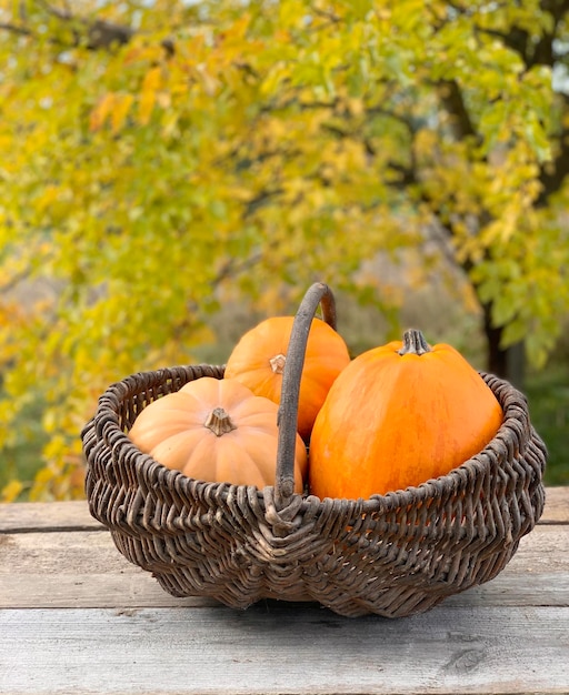 Kürbis-Nahaufnahme auf einem herbstlichen Hintergrund. Banner für Halloween und Erntedankfest. Herbstgemüse