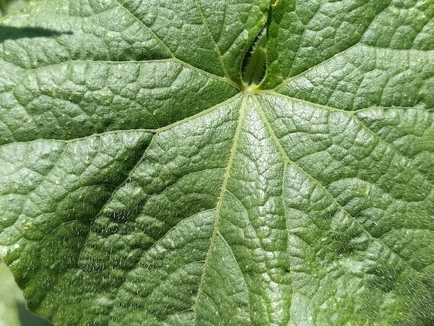 Kürbis- oder Gurkenblatt-Nahaufnahme Großes grünes, zotteliges Blatt mit Adern Anbau von Gemüse- und Melonenkulturen