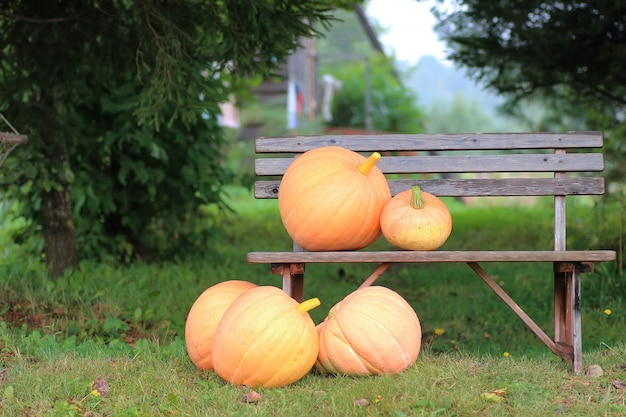 Kürbis Outdoor Natur Herbst