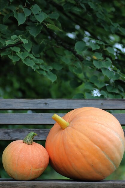 Kürbis Outdoor Natur Herbst