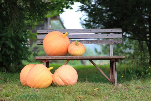 Kürbis Outdoor Natur Herbst