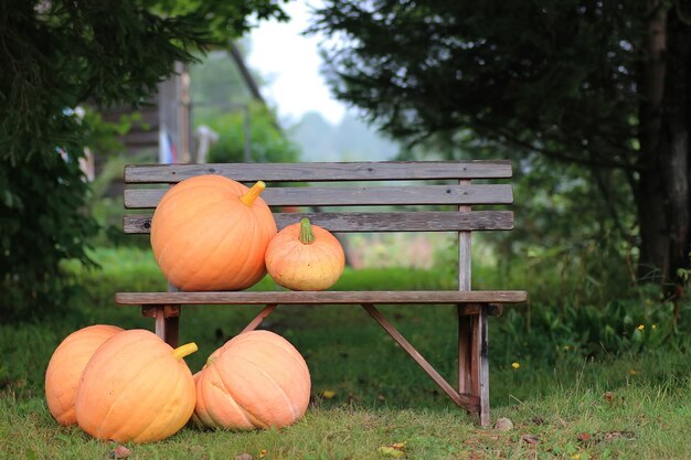 Kürbis Outdoor Natur Herbst