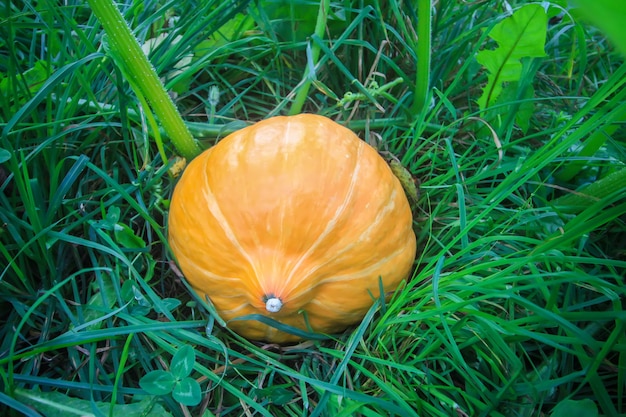 Kürbis wächst im Herbstgarten