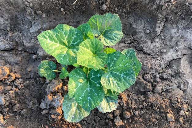 Kürbisbaum wächst im Garten